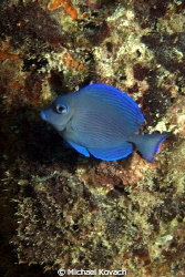 Blue Tang on the Big Coral Knoll off the beach at Fort La... by Michael Kovach 